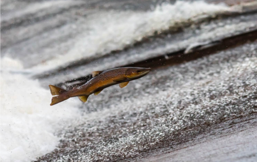 Vi levererar lika hållbar som färsk fisk