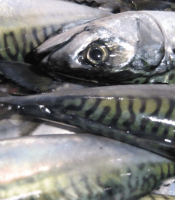 Makrill för restaurangverksamhet