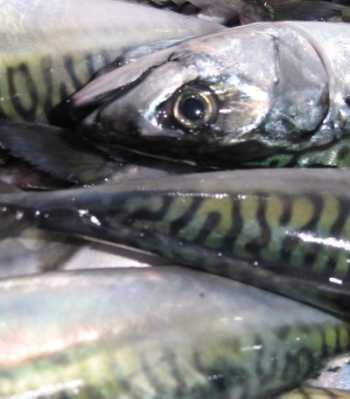 Makrill för restaurangverksamhet